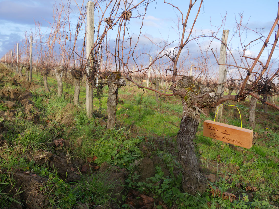 Виноградник на урожай